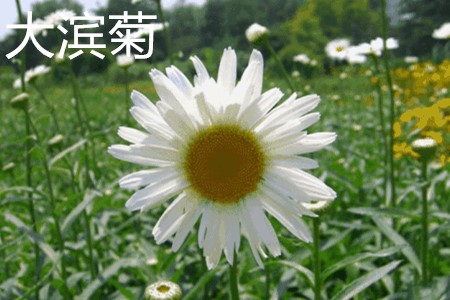 大濱菊，花.jpg