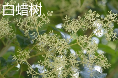 白蠟樹，花.jpg