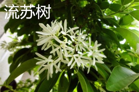 流蘇樹，花.jpg