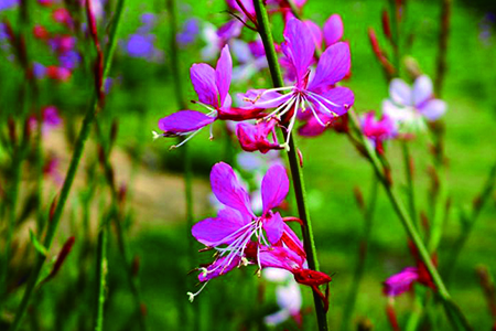 千鳥(niǎo)花