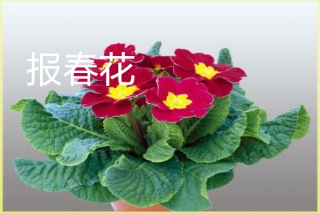 報(bào)春花