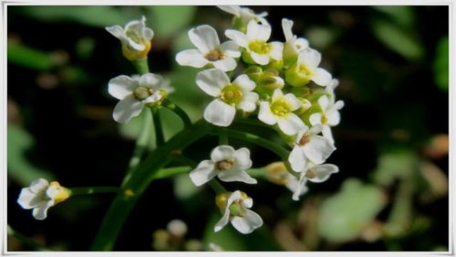 菥蓂和敗醬草的區(qū)別