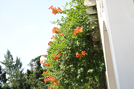 凌霄花