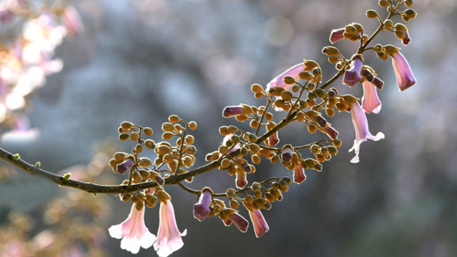 梧桐花和泡桐花的區(qū)別