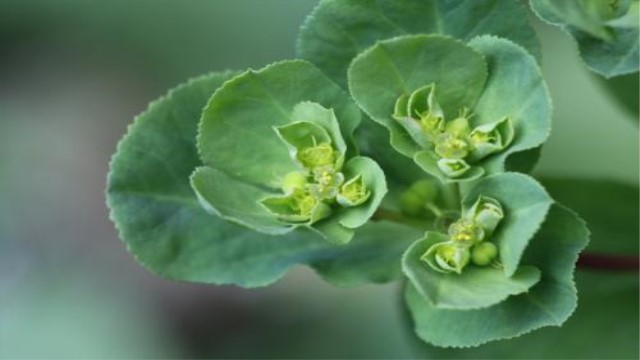 貓眼草和貓耳草的區(qū)別