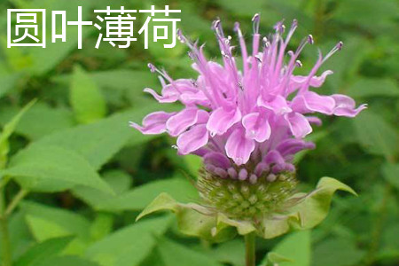 圓葉薄荷 花.jpg