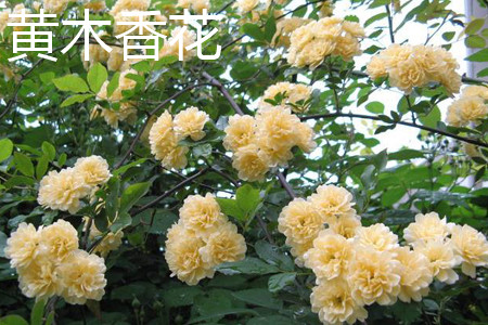 黃木香花