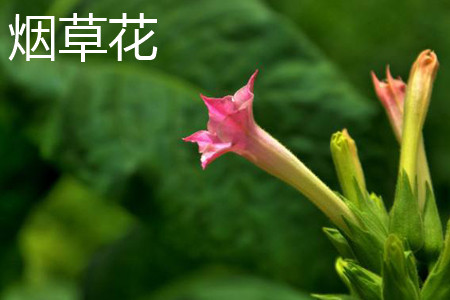 煙草花