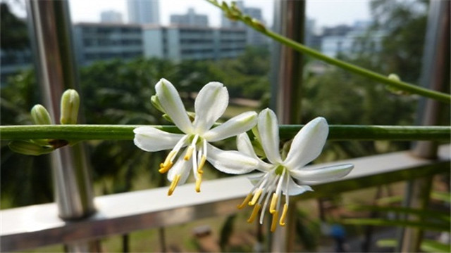 吊蘭都開(kāi)花嗎