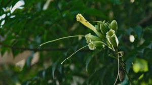 海南菜豆樹與菜豆樹的區(qū)別