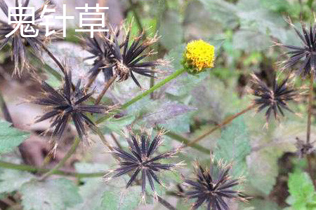 鬼針草