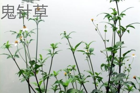 鬼針草植株