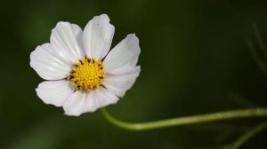 茼蒿花和格?；ǖ膮^(qū)別