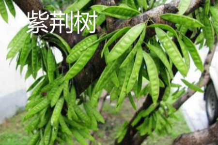 紫荊樹(shù)