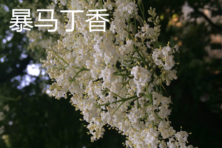 暴馬丁香花1