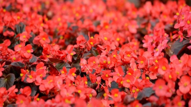 紅梅花和海棠花的區(qū)別