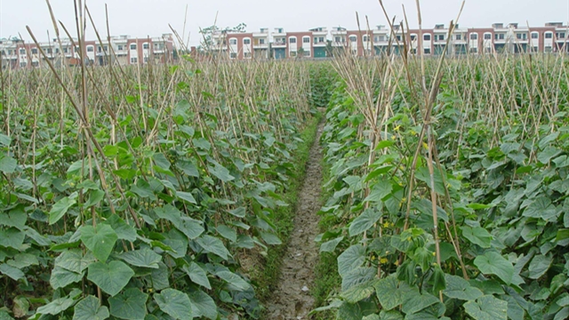 農村種什么賺錢