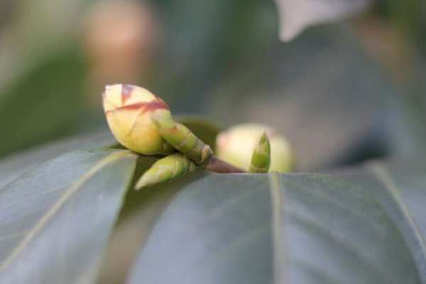 “茶花”開花之前，1把剪刀剪一剪，花開得更旺了