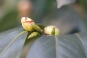 “茶花”開花之前，1把剪刀剪一剪，花開得更旺了