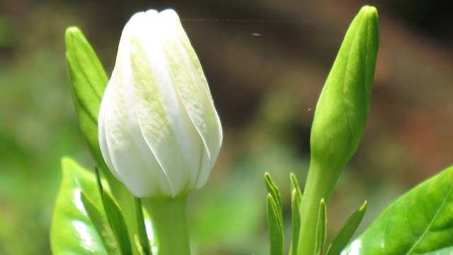 梔子花苞多長(zhǎng)時(shí)間開花