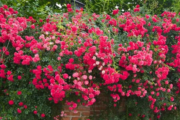 這6種開花機(jī)器，1棵開花200朵，剪都剪不完！