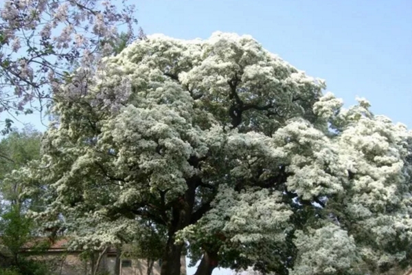 五月竟能下雪？家里養(yǎng)上這種花，立馬擁有白色花海！