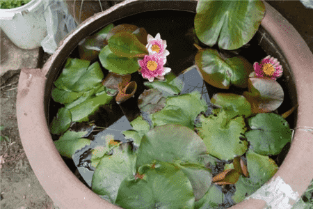 魚(yú)缸養(yǎng)花