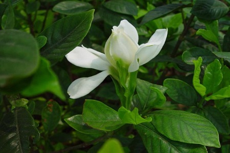 美麗的梔子花