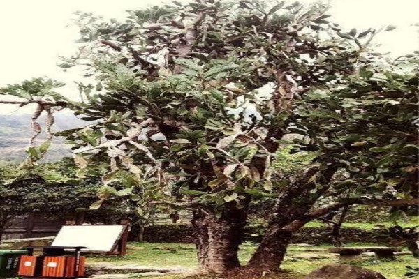 50年的牡丹，110年的仙人掌，這些花歲數(shù)竟比你還大！