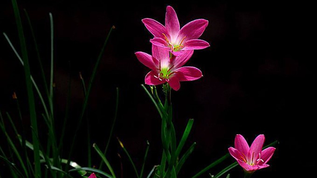 好一朵美麗的“風(fēng)雨蘭”，家里養(yǎng)一盆，1年就能“花滿盆”