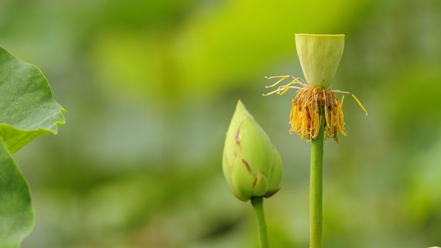 蓮花怎么種