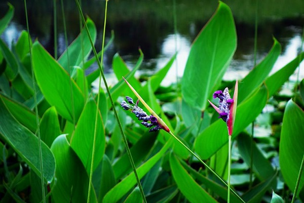 再力花什么時(shí)候開花