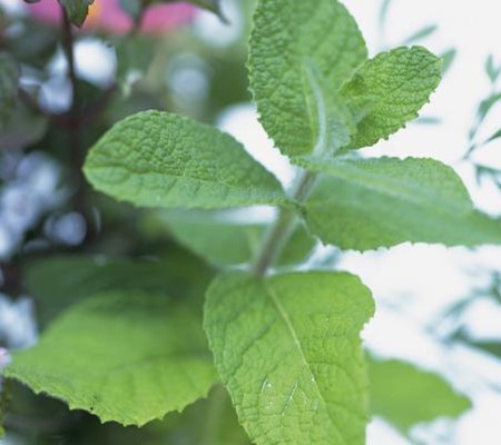 蘋果薄荷植株