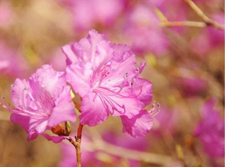 迎紅杜鵑花朵