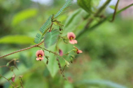 合萌的小花