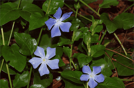 小蔓長春的花朵