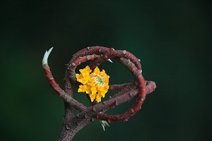 結香植株