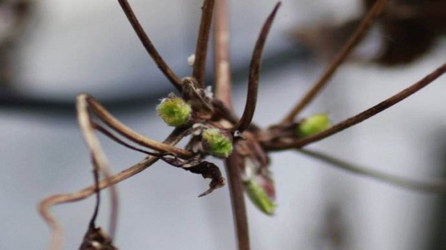 鐵線蓮不開(kāi)花的原因