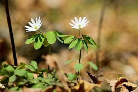 多倍銀蓮花