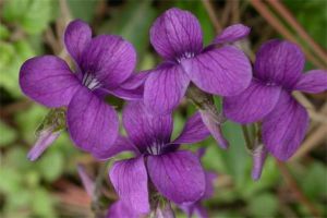 盤點(diǎn)元旦時(shí)節(jié)用作花壇裝飾的花草