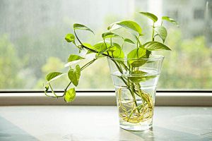 適合冬季陽臺(tái)種植的5種爬藤植物