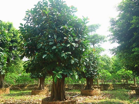 高山榕植株