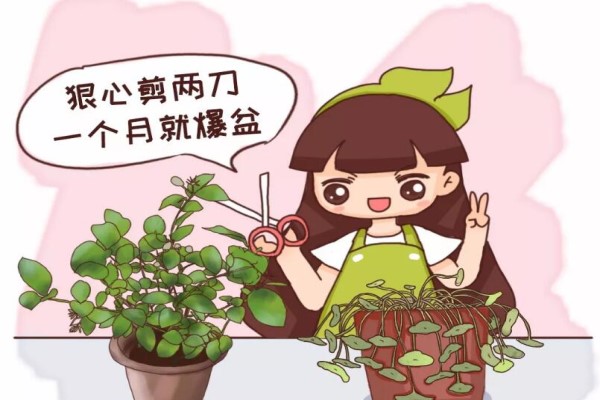 茉莉銅錢草…半死不活，就是欠收拾，狠心剪2刀，1個月爆盆！