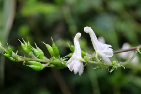 天鵝花