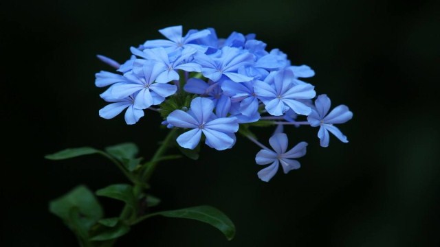 藍(lán)雪花用深盆還是淺盆