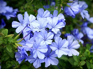 藍雪花植株