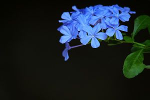 藍雪花的養(yǎng)殖方法