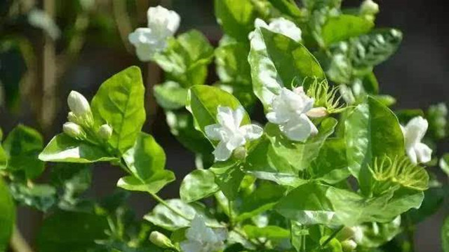 怎么讓茉莉多開(kāi)花