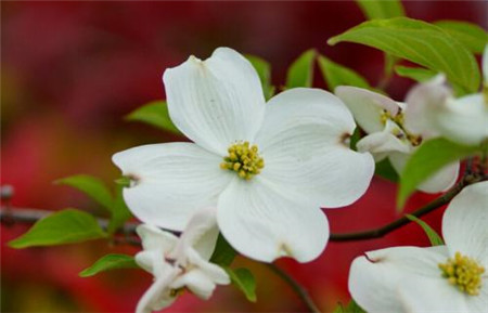 四照花開(kāi)花