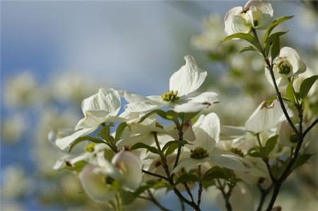 四照花樹(shù)